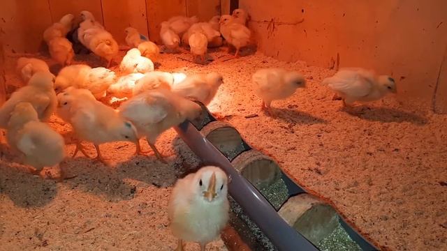 Бизнес на курах несушках Наш вариант. смотреть онлайн