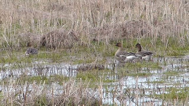 Гуси весной 2018-го. Конец пролёта. смотреть онлайн