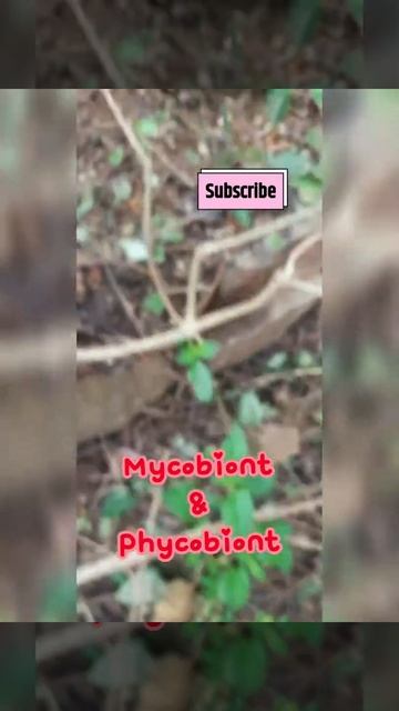 Lichens growing on tree bark/ Symbiotic association/ Photobiont& Mycobiont смотреть онлайн