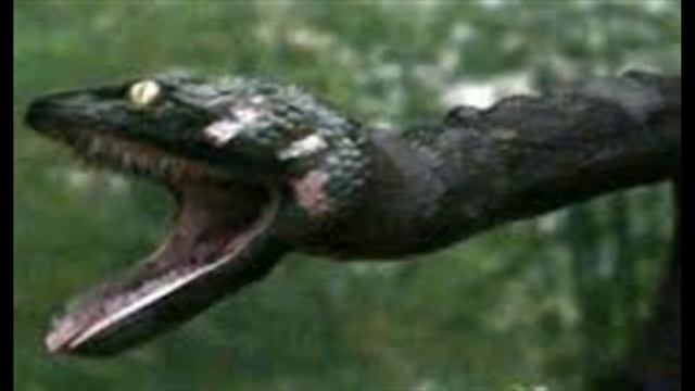 Horror Show Movie Reviews Episode 343: Anaconda 3: Offspring смотреть онлайн