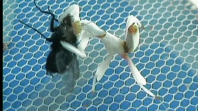 Hymenopus coronatus L4 et mouche смотреть онлайн