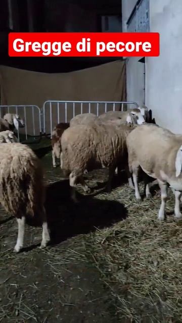 gregge di pecore (presepe vivente ) #sheep #pecora #animali #presepe #christmas #italy смотреть онлайн