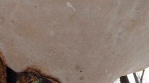 ГРИБ - ГЕНИЙ! Трутовик настоящий - театр одного гриба.