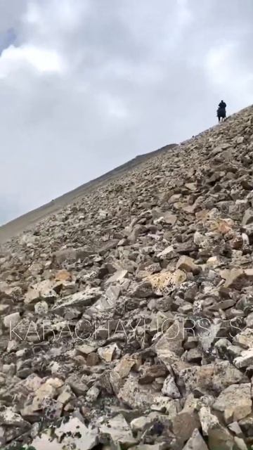 Карачаевская порода лошадей смотреть онлайн