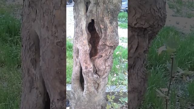 Рак. Язва. Дерево.