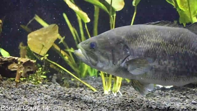 Crawfish Escapes Pet Bass Feeding!! смотреть онлайн