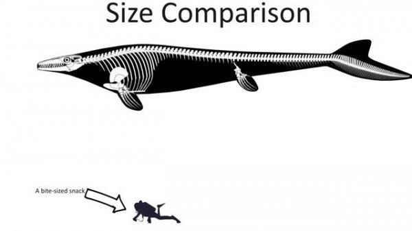 Mosasaurus vs Predator X