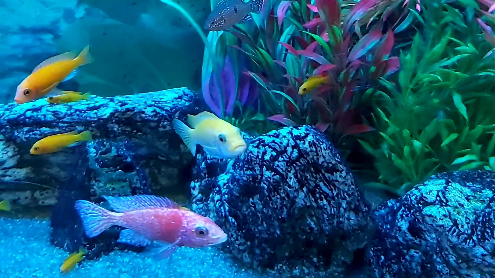 Аквариум с цихлидами смотреть онлайн