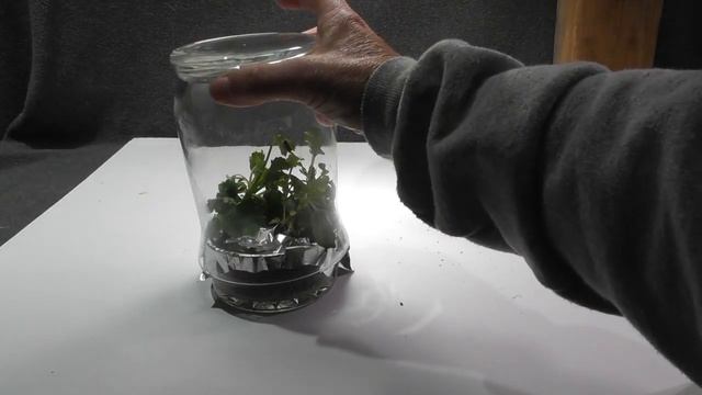 Transpiration in plants-Real life demo смотреть онлайн