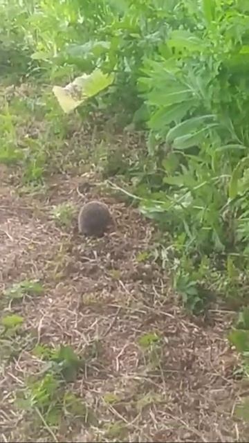 Ёжик) смотреть онлайн