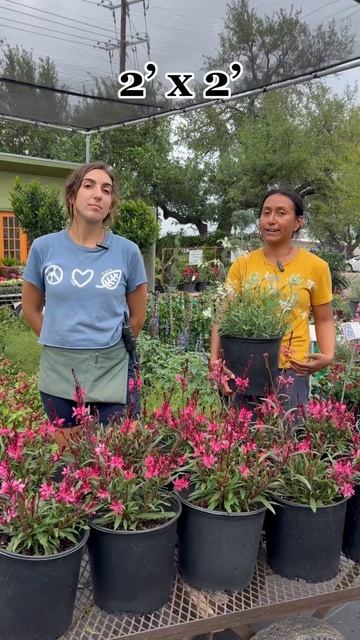 Plant Gaura!🌸 Love this plant! #flowers #plants #shorts смотреть онлайн