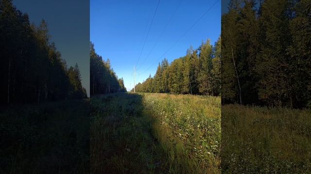 красно-белые грибы смотреть онлайн