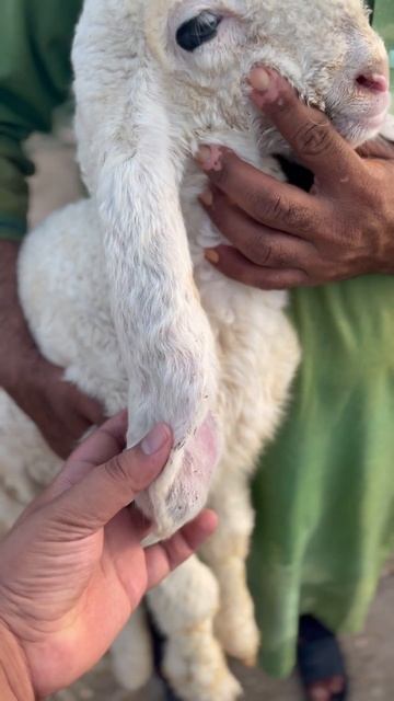 Ear Hematoma #sheep #ytshorts #youtubeshorts #youtube смотреть онлайн