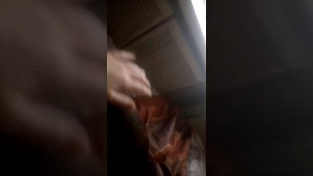 Просит кота смотреть онлайн