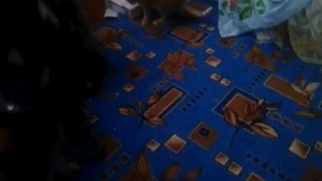 мой кот 2 играемся !!!! смотреть онлайн