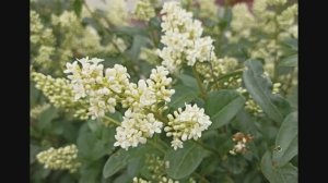 Бирючина (Ligustrum)