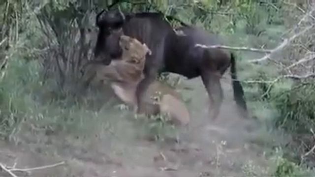 Тигр против Гну / Battle of the animals/ смотреть онлайн