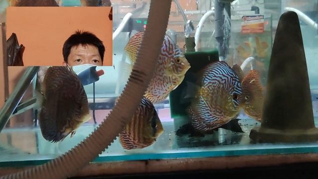 Rahasia Setting Heater Untuk Akuarium Ikan Discus смотреть онлайн