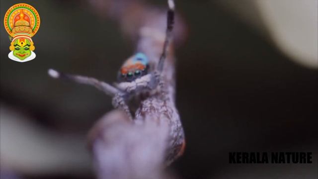 ഇവനെ അറിയാമോ peacock spider смотреть онлайн