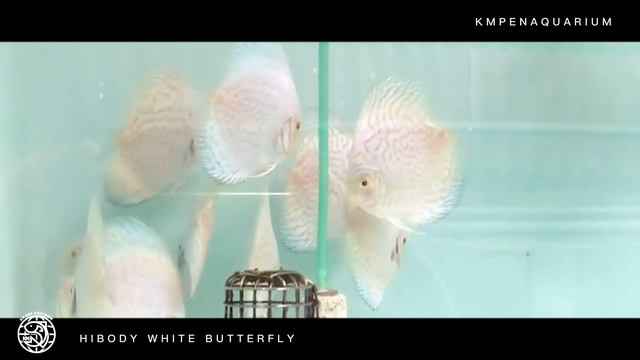 Jit Laiseng Discus Farm - Hibody White Butterfly смотреть онлайн
