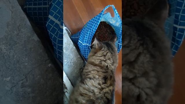 Бася объедает дворовых собратьев ))) смотреть онлайн