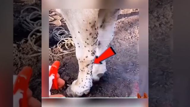 Pet Insect Repellent Spray смотреть онлайн