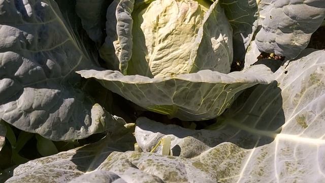 Principalele boli ale verzei смотреть онлайн
