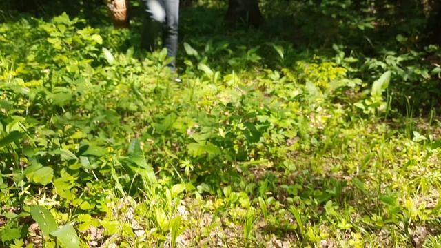 первые белые 23