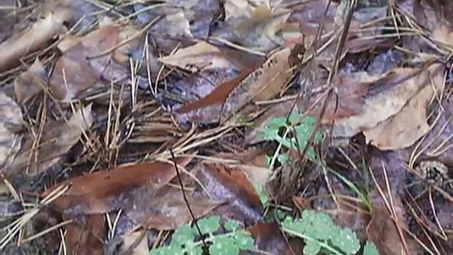 Снова декабрьская зелень в лесу смотреть онлайн