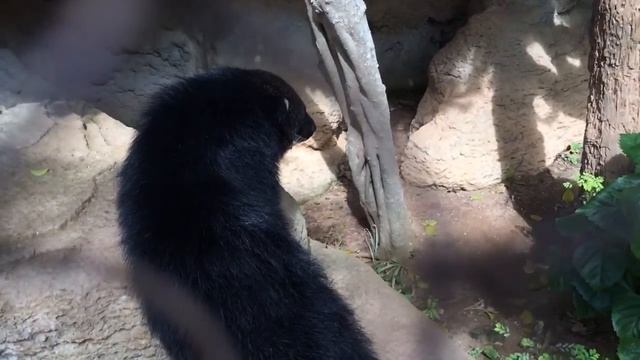 Bermuda Zoo - Binturong (BearCat) coming to say hello to me! смотреть онлайн
