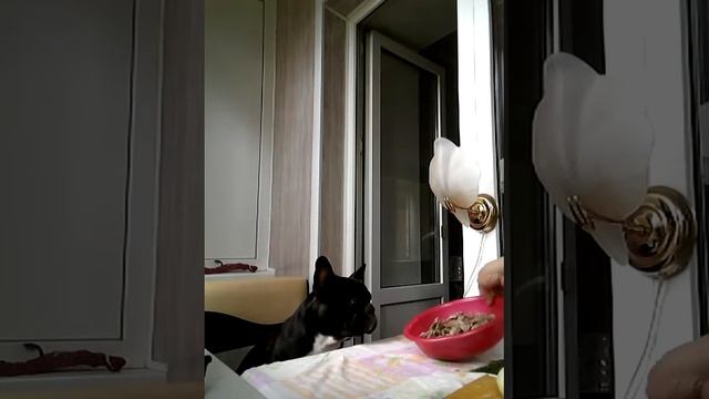 Спайкушка и холодный шашлык. смотреть онлайн
