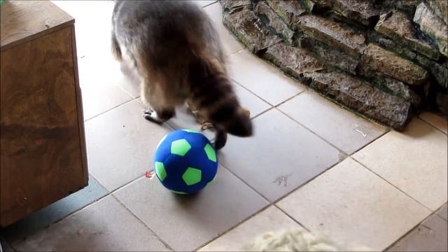 Тимоша не жадный, вообще не жадный..wmv смотреть онлайн