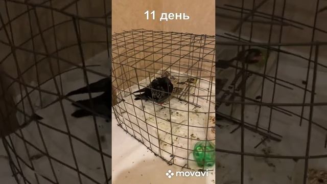 Голубь 7) наш голубь болеет Вертячкой. Пока держимся смотреть онлайн