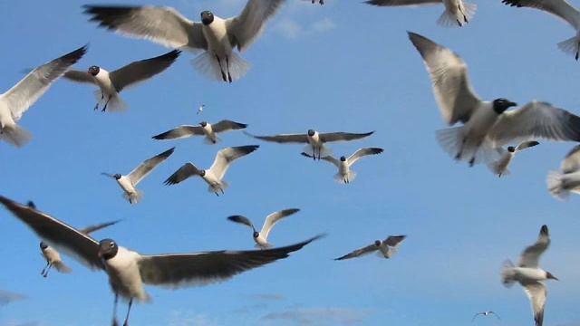 Shostakovich - From Jewish Folk Poetry - XI Happiness.wmv