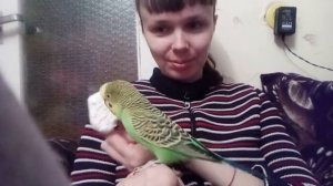 Волнистый попугайчик Кеша и минеральный камушек)))