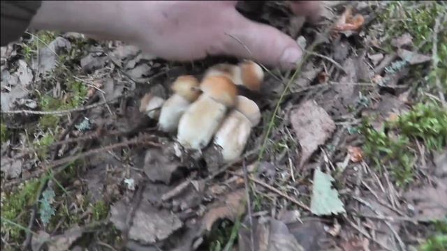 Прогулка по лесу и первые благородные. смотреть онлайн