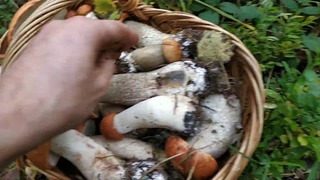 Грибів хоч косою коси, бум червоноголовці та підберезників. смотреть онлайн