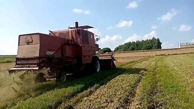 Żniwa 2021!! Pszenica Polski BIZON!! смотреть онлайн