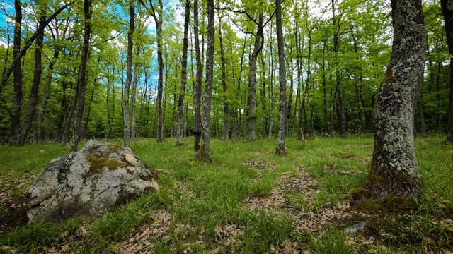 Birds Singing on a Spring Day in Vadu Crişului Gorge - 1 Hour Nature Sounds for Sleep смотреть онлайн