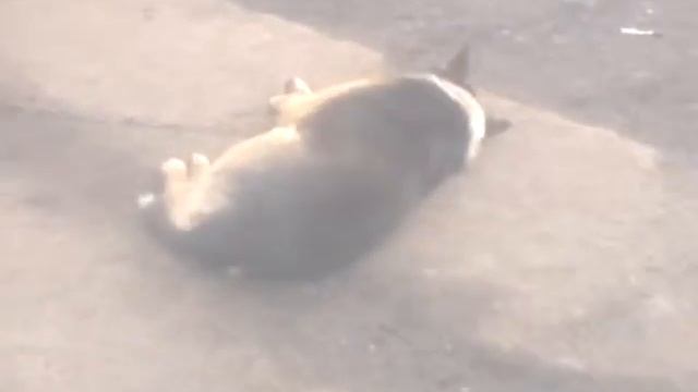 Ленивый пёс... смотреть онлайн