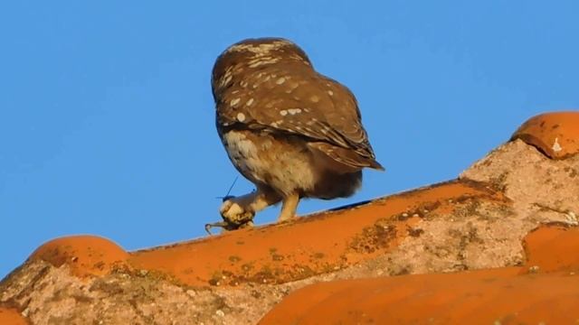 owl athene noctua 2 - birds of Greece смотреть онлайн