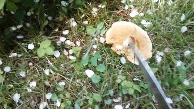 Они все таки живые