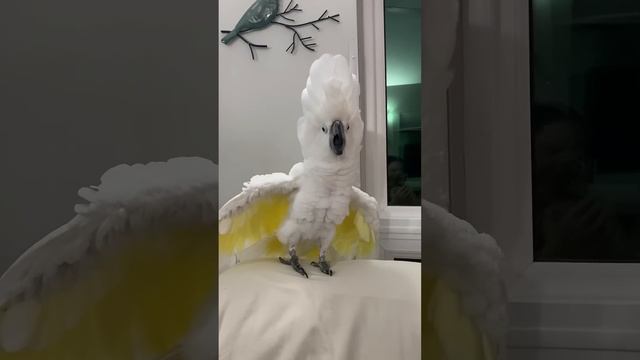 Crazy umbrella cockatoo Zeus- Will do anything for a laugh!! смотреть онлайн