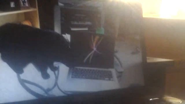 Шмешные штуки с хомечком смотреть онлайн