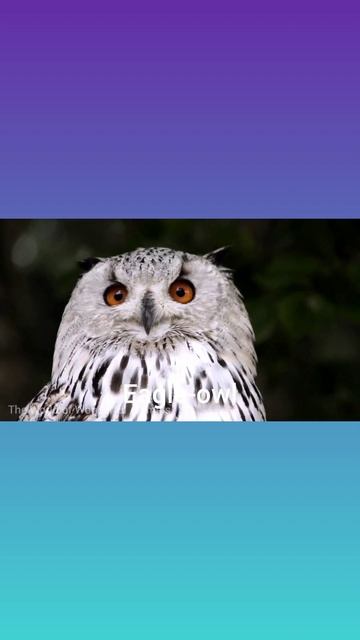 Eagle-Owl sounds #birdsound#bird#shorts#owl смотреть онлайн