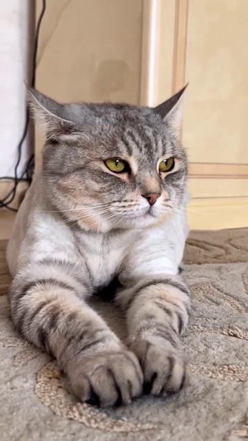 #психолог #психология #кот #коты #приколыскотами #приколысживотными #приколы #животные #работа смотреть онлайн