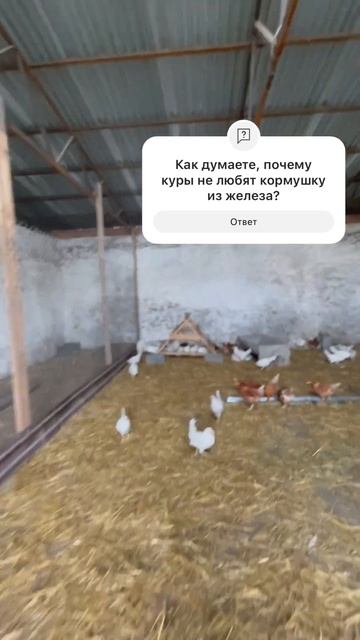 Ошибки в кормлении кур. Важная заметка #shortsvideo #farming #tovuq #заработок #animals #ask #вопро смотреть онлайн