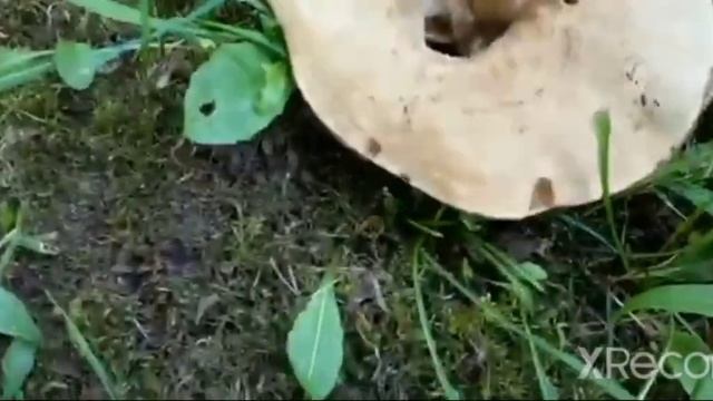 подосиновик хоть и большой, но не червивый! смотреть онлайн