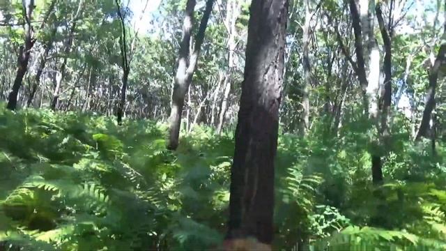 ПО ГРИБЫ 2020 ЧАСТЬ 2