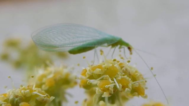 Chrysope aux yeux d'or 2 смотреть онлайн